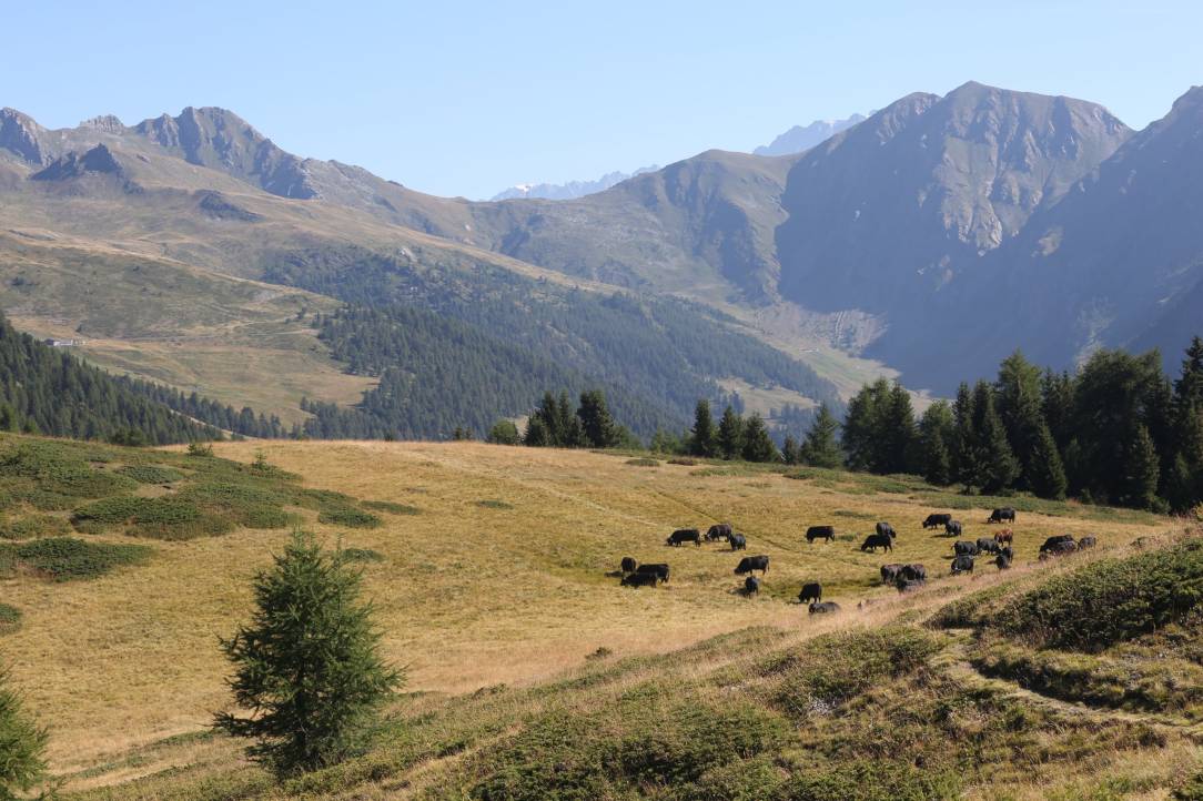 une bataille mémorable - photo de B Domaine